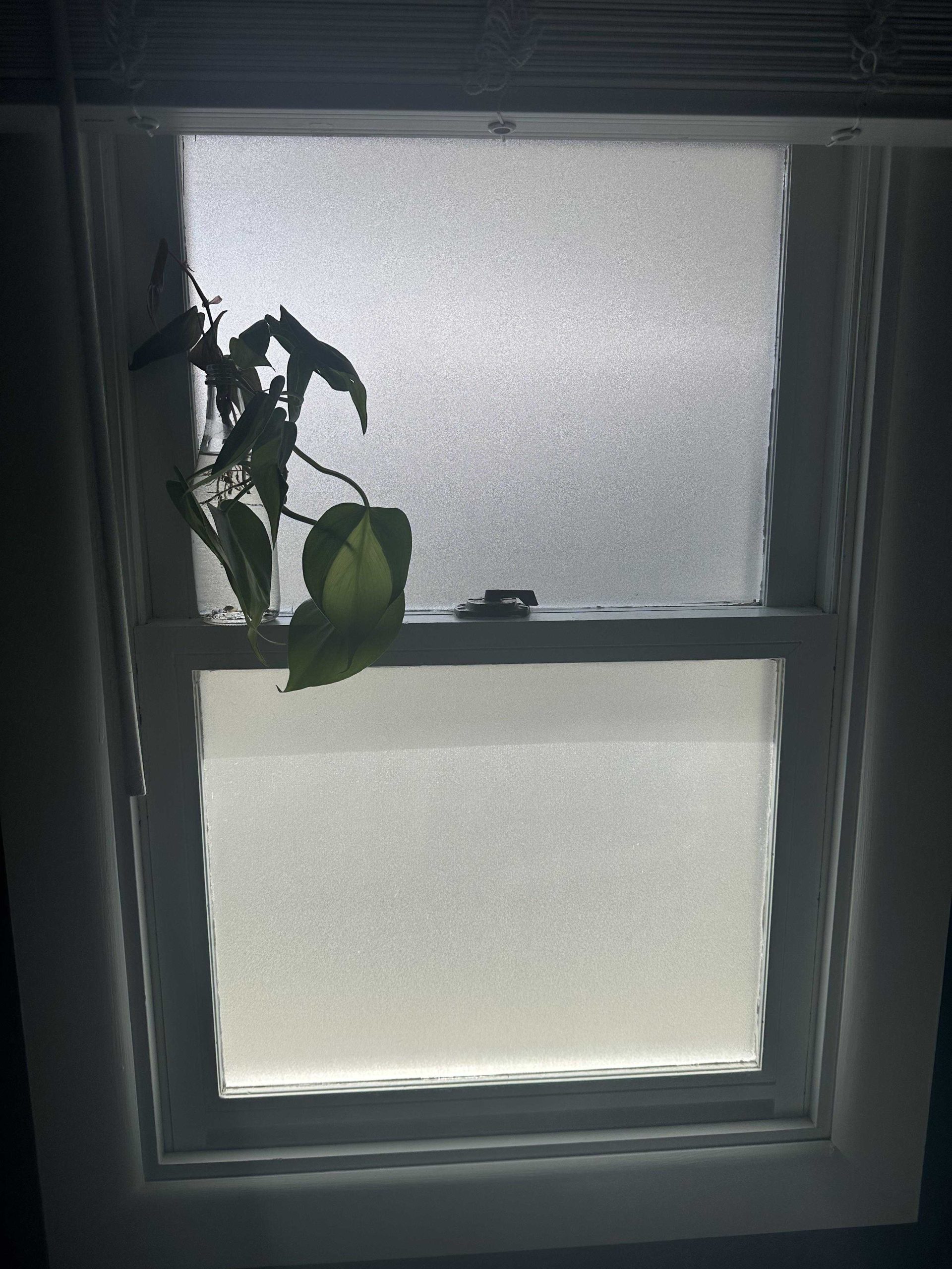 Does Light Come Through Frosted Glass Explained