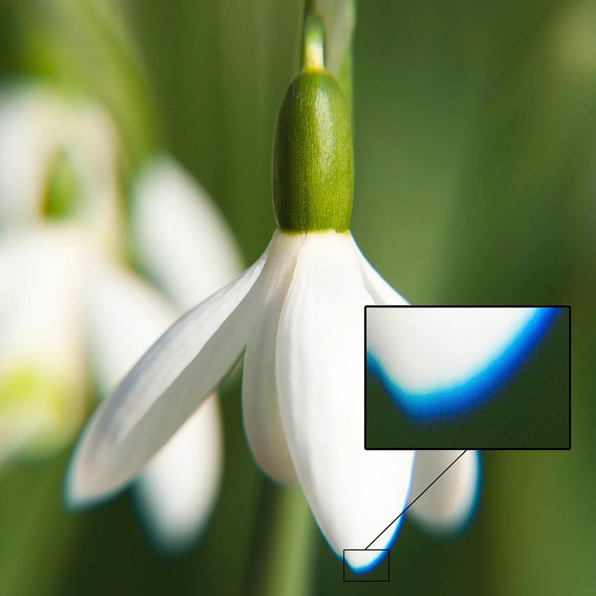 chromatic aberration in lenses