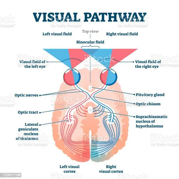 visual adaptation (neuro-adaptation)